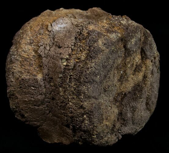 Edmontosaurus (Hadrosaur) Caudal Vertebrae - Montana #10756